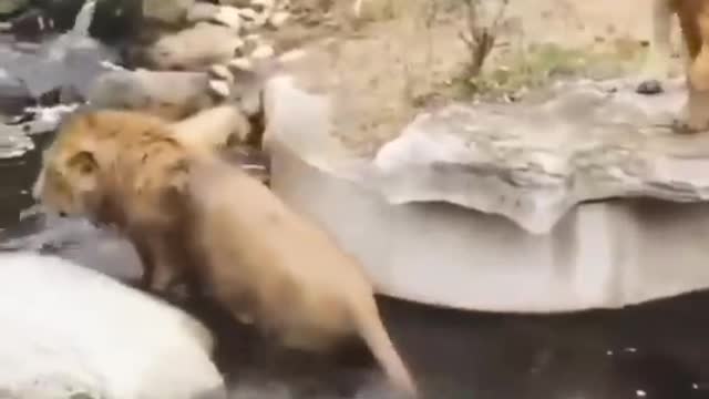 Two Lion animal Funny Video slip