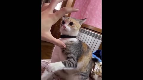 New Funny Animals 😂 Funniest Cats and Dogs Videos 😺🐶