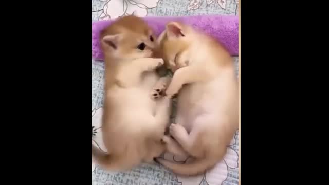 Omg So Cute Cats Best Funny Cat Videos 2021 (Part 1)