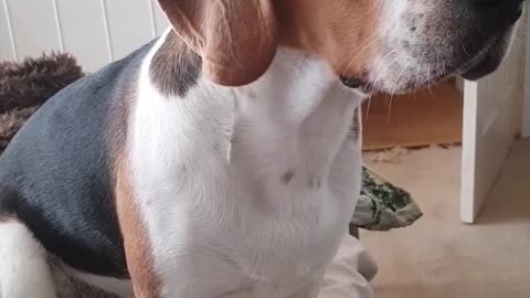 Dog speaking