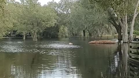 FLOODING IN FLORIDA