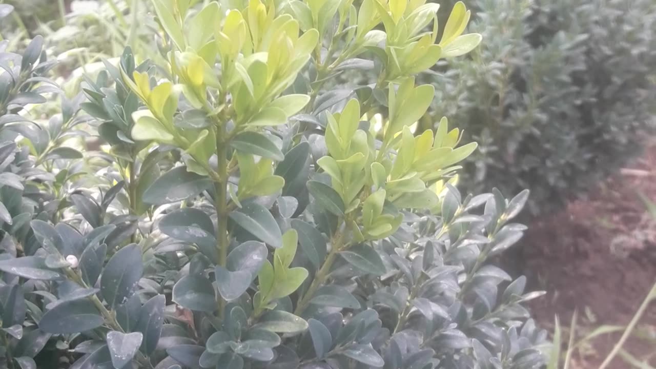 Boxwood grows