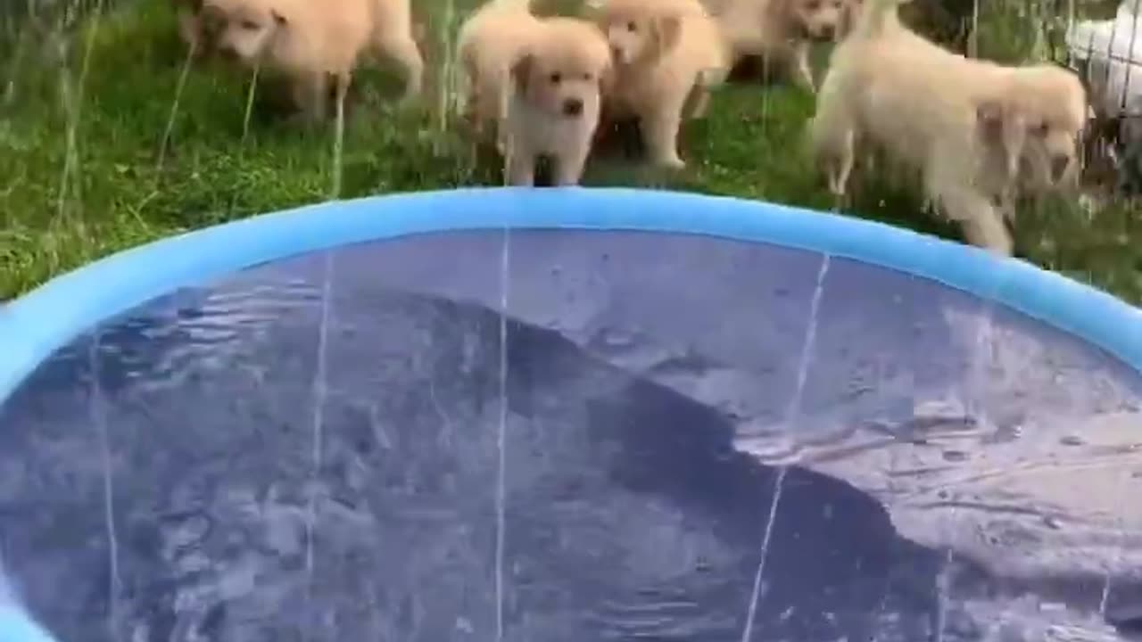 Puppies_Play_with_Sprinkler_Pool!(720p).mp4