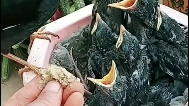A mother is feeding her children