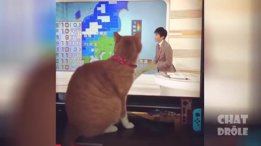 cat video to die for