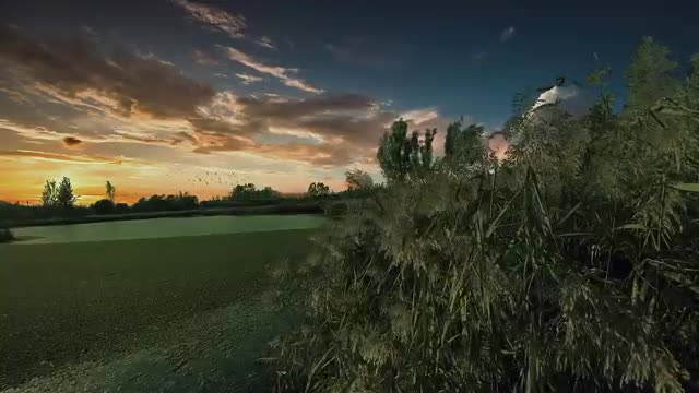 meadow sunset tree