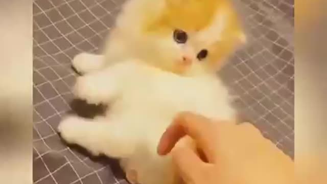 Funny video little cat