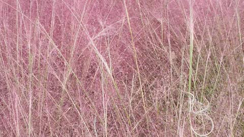 Pink reed