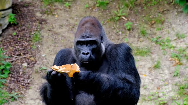 Gorilla eating a banana. Cute 4K HD video