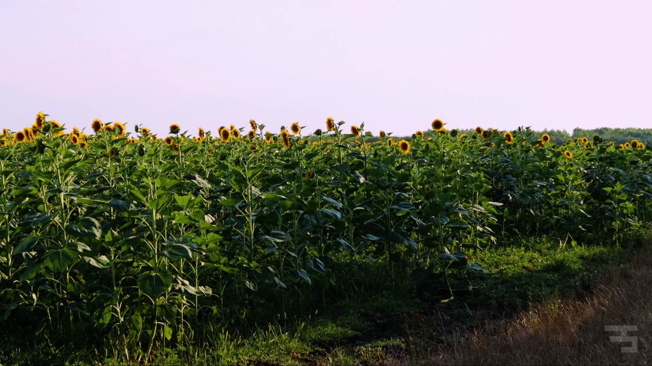 On the plantation fields of Kompolt - Short Summertime Ambiance Documentary Video (2024) #hungary