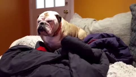 This Bulldog hates to be serenaded!