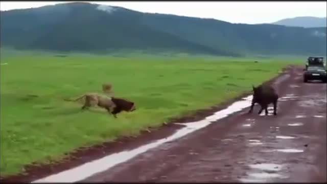 Lion and Buffalo Standoff