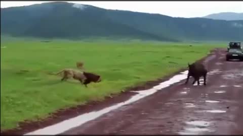 Lion and Buffalo Standoff