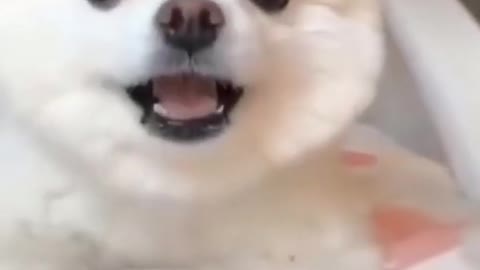 Cute fluffy puppy barking