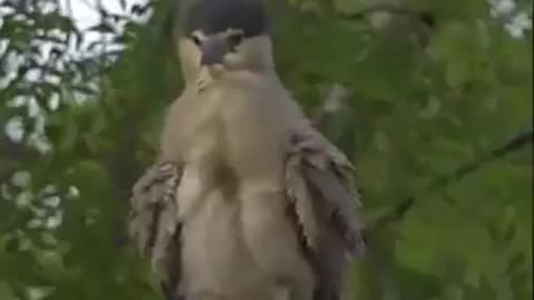Bird video