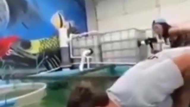 pirarucu headbutts and knocks out funny man