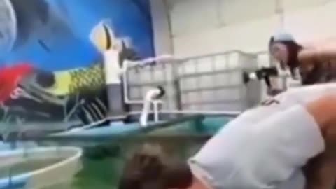 pirarucu headbutts and knocks out funny man