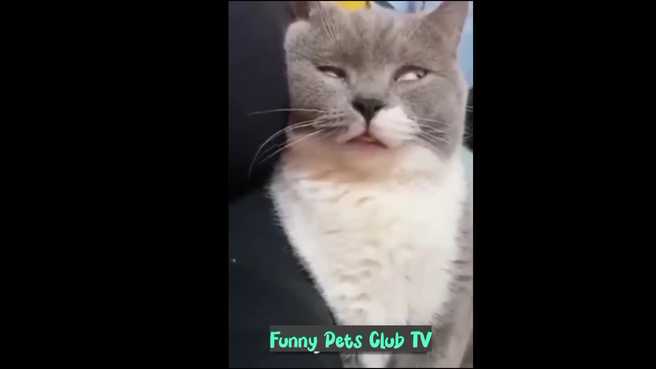 Funny Animal Videos 🤣 Funniest Cats and Dogs Videos 2024 😹🐶