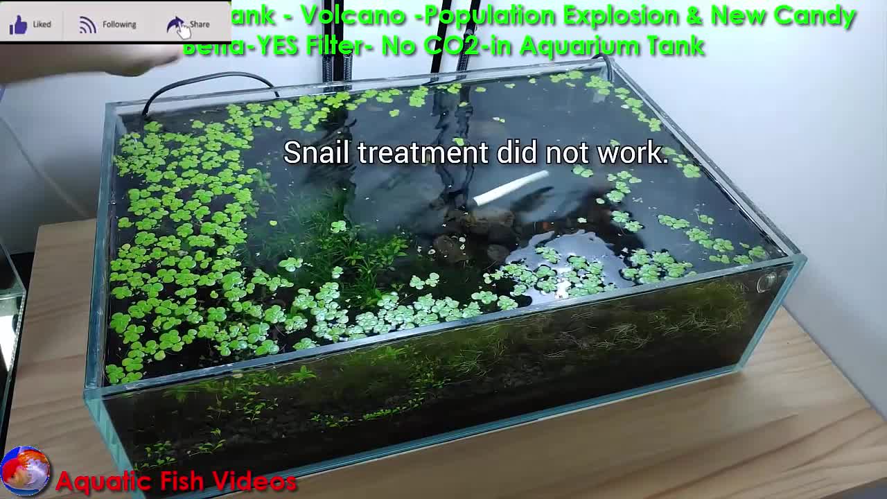 Filter Betta Fish Tank - Volcano - Population Explosion - YES Filter- NO CO2 in Aquarium Tank