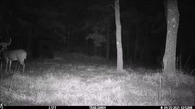 Buck visit to blind