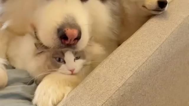 dog love cat be a friend