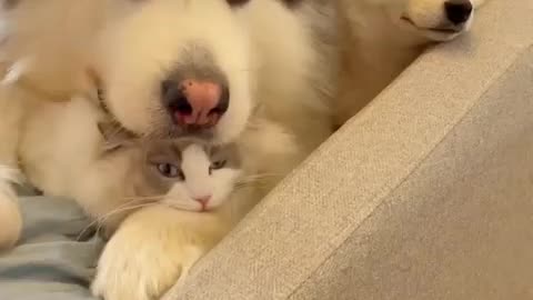 dog love cat be a friend