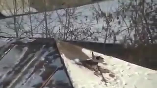 This crow snowboarding on the roof of a building using a jar lid