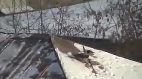 This crow snowboarding on the roof of a building using a jar lid