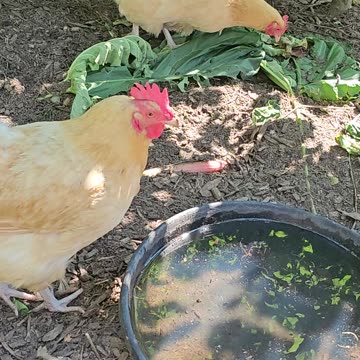 OMC! Refreshing cool drink on a hot summer day! #chickens #drinking #refreshing #hot #summer #shorts