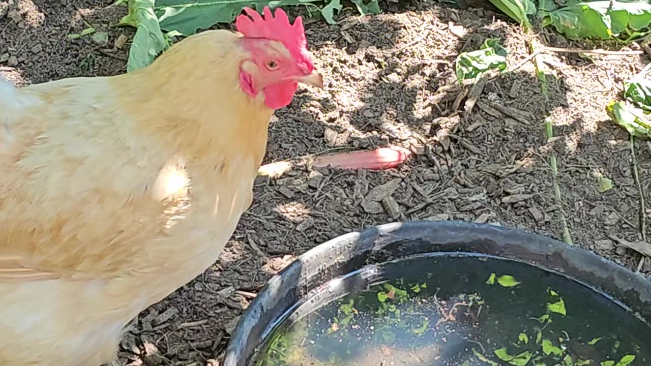 OMC! Refreshing cool drink on a hot summer day! #chickens #drinking #refreshing #hot #summer #shorts