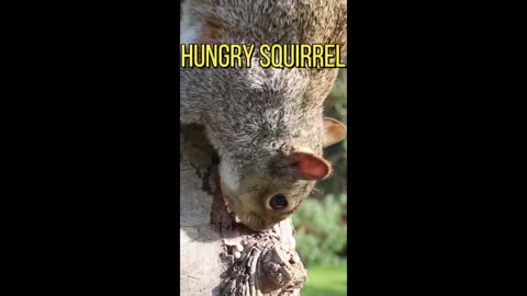 Hungry Squirrel