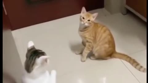 Can You Watch These Funny Pets Without Smiling?🤣😂😻