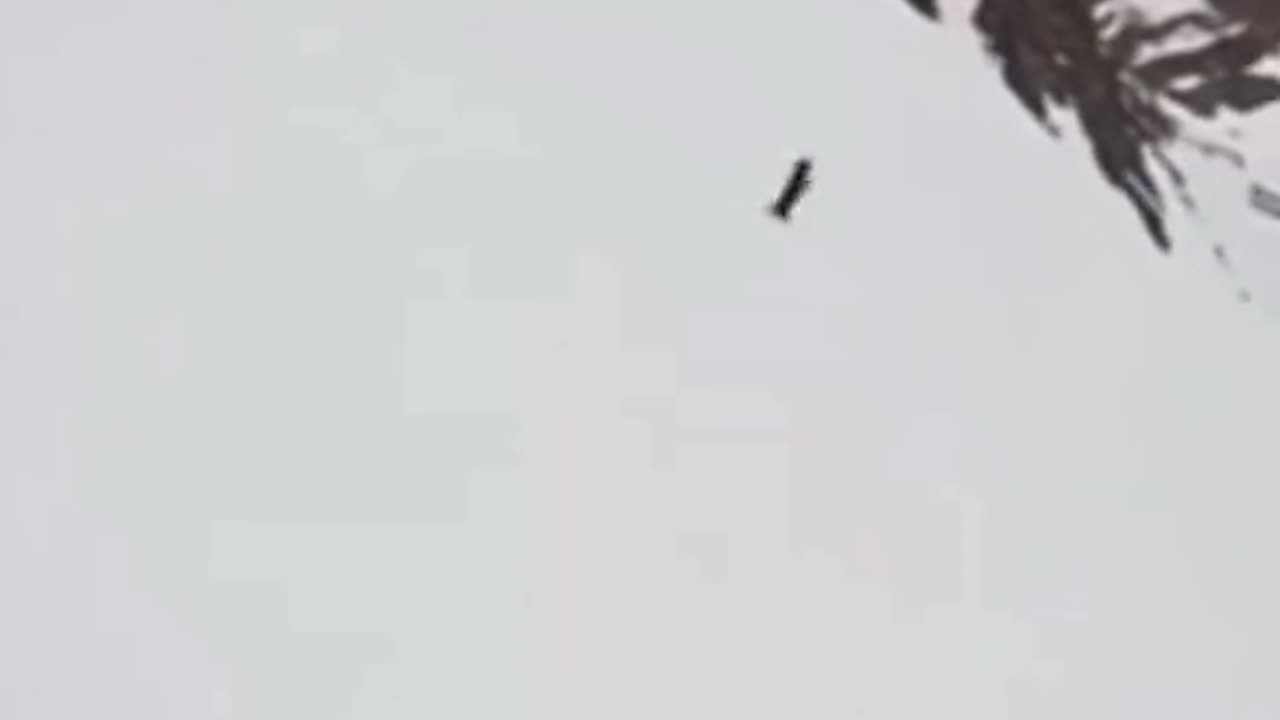 #viral#viral #video#meme# of #funny #dog