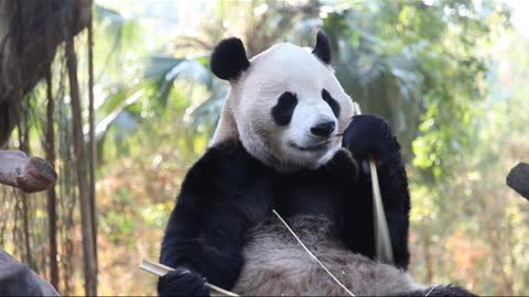 Clever pandas split bamboo to eat