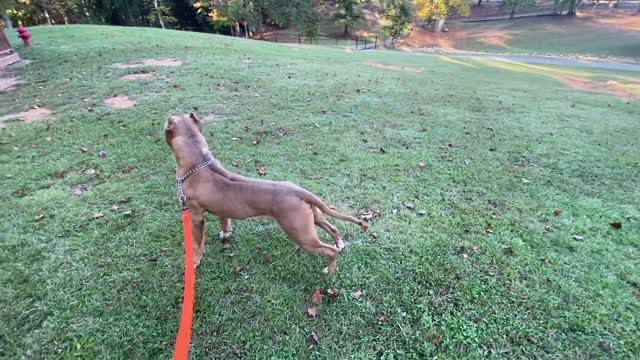 Doberman Attacks Pitbull