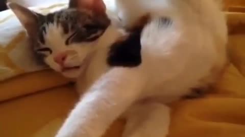 Funny and Cute Cat Videos #271