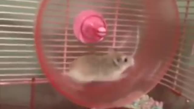 HILARIOUS HAMSTER WHEEL FAIL VINE!