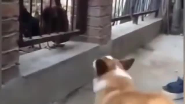 Dog Vs cock fight