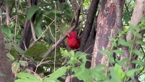 Male Cardinal James Gardens