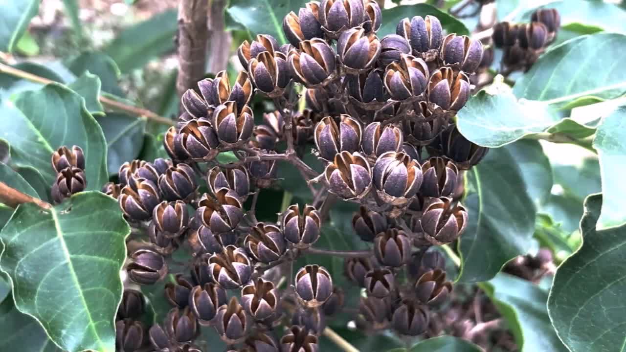 21_0503大里溪 野花