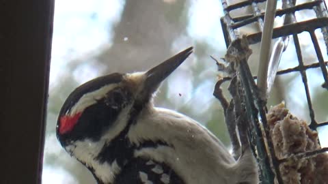 Downy Woodpecker