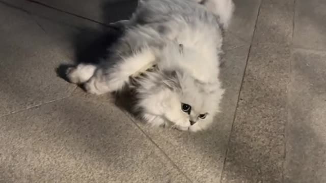 A cat has nine lives and only one heart