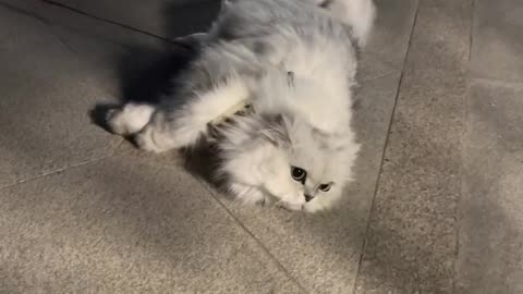 A cat has nine lives and only one heart