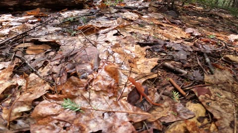 Eastern Newt