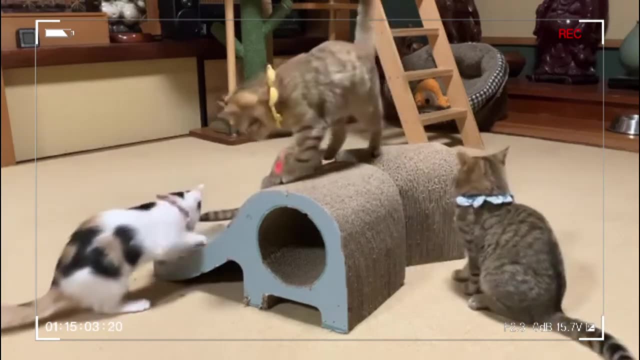 Kittens meowing | funny cat videos