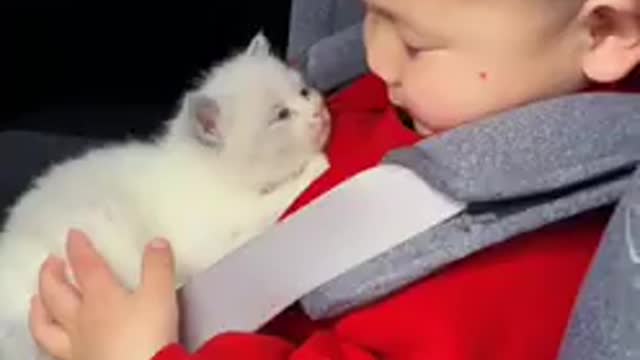 Cat and baby in masty in car