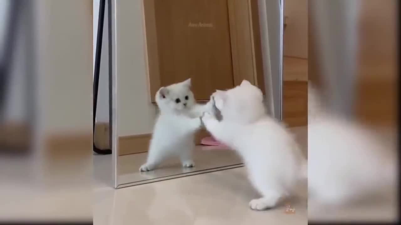 Cat reacts to a mirror