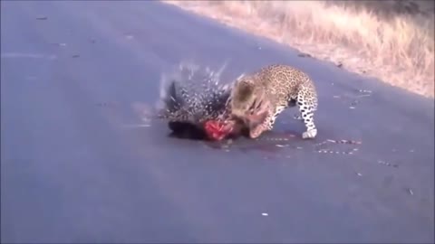 Wild animal fight