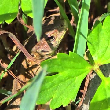 Lizard hiding in the grass / beautiful reptile.
