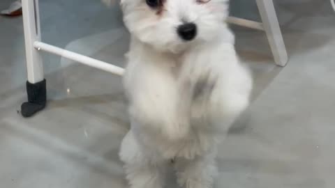 Puppy wanting to play